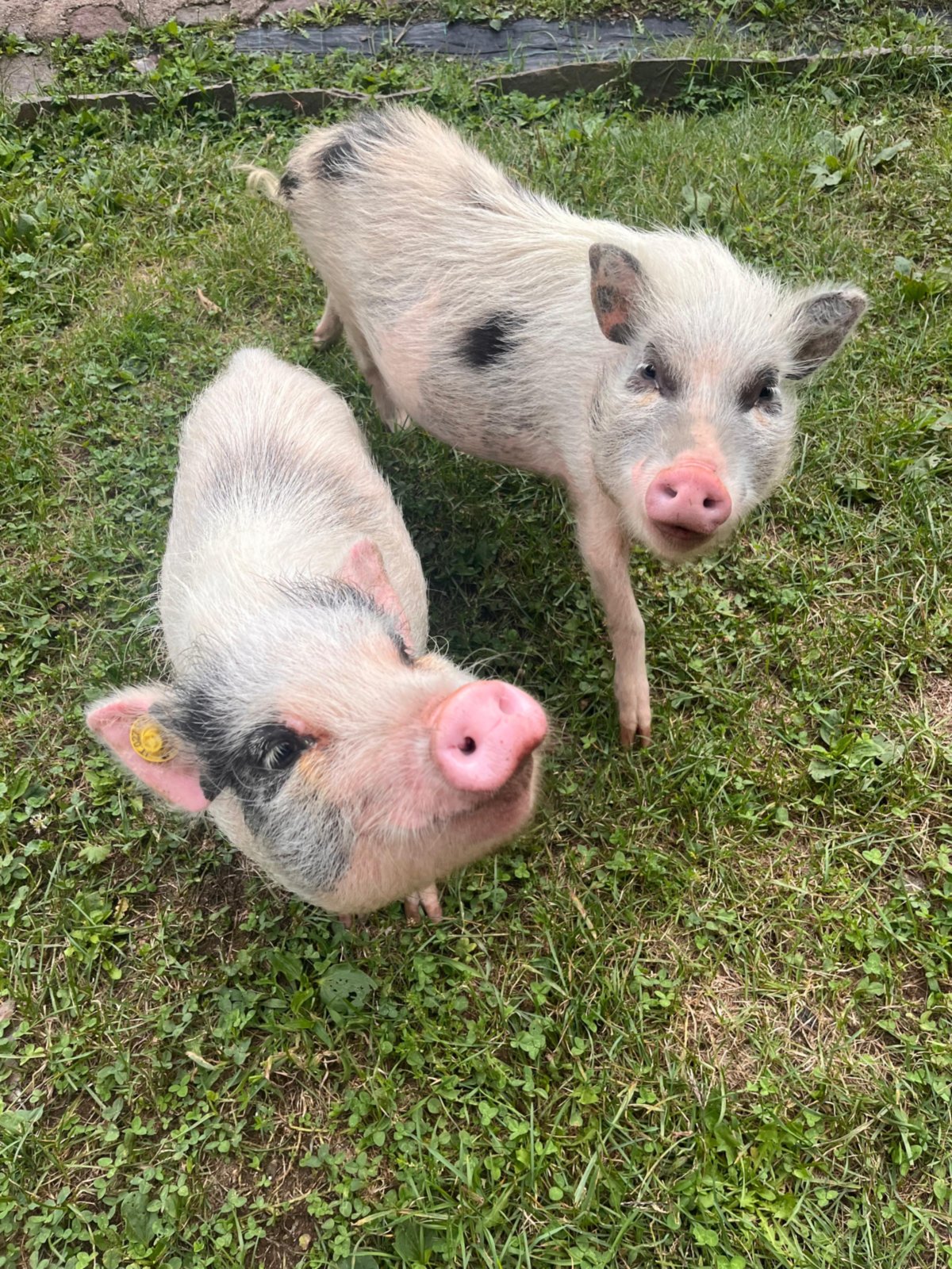 Animali del maso - foto da Capriani Alessandra