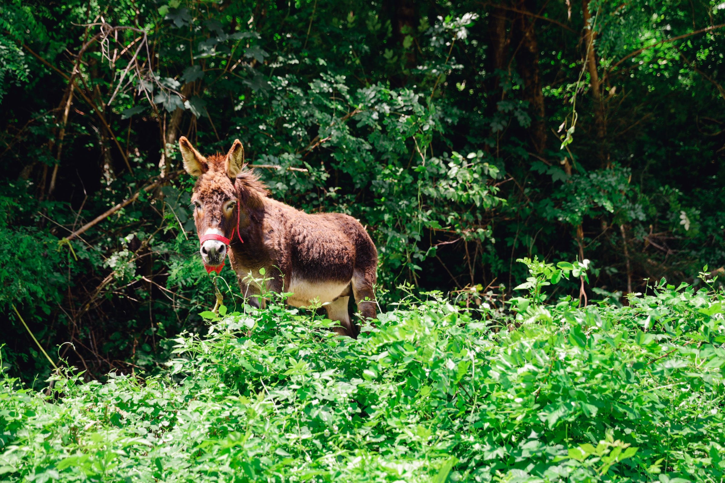 Animali del maso