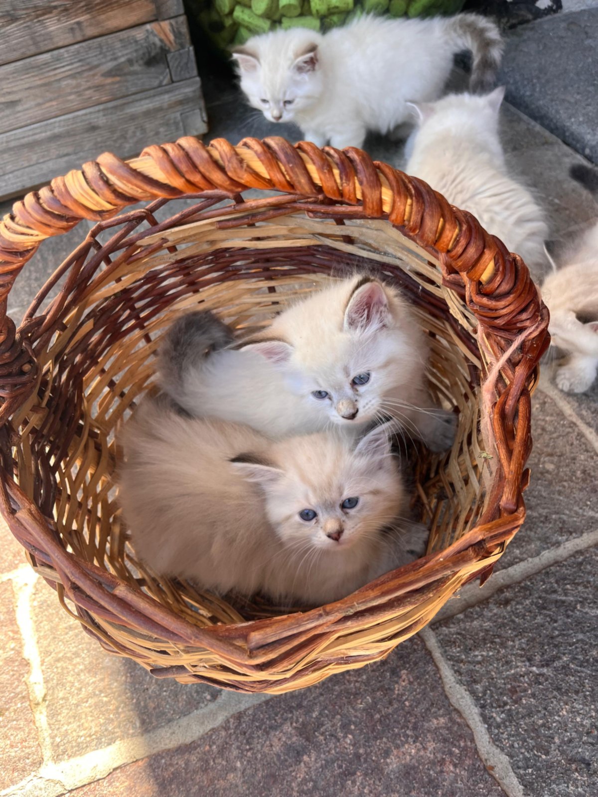 Cuccioli del maso