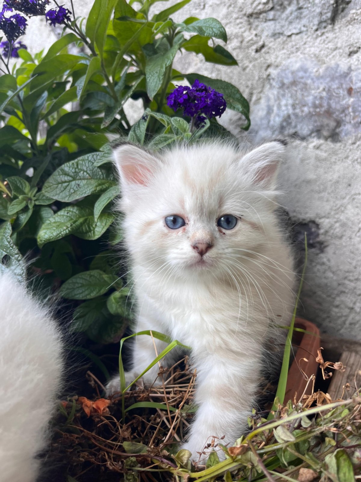 Cucciolo del maso
