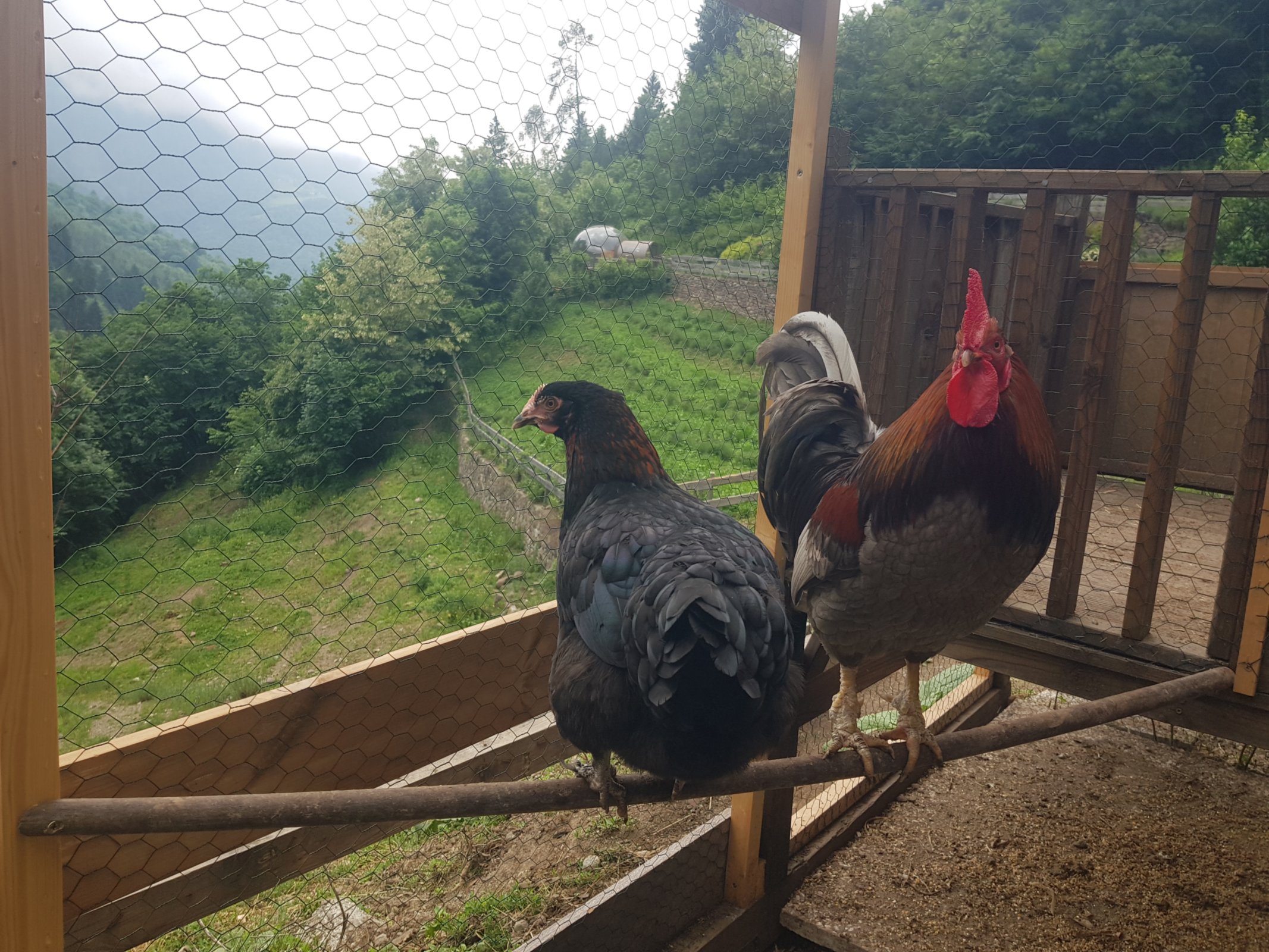 Gallinelle del maso