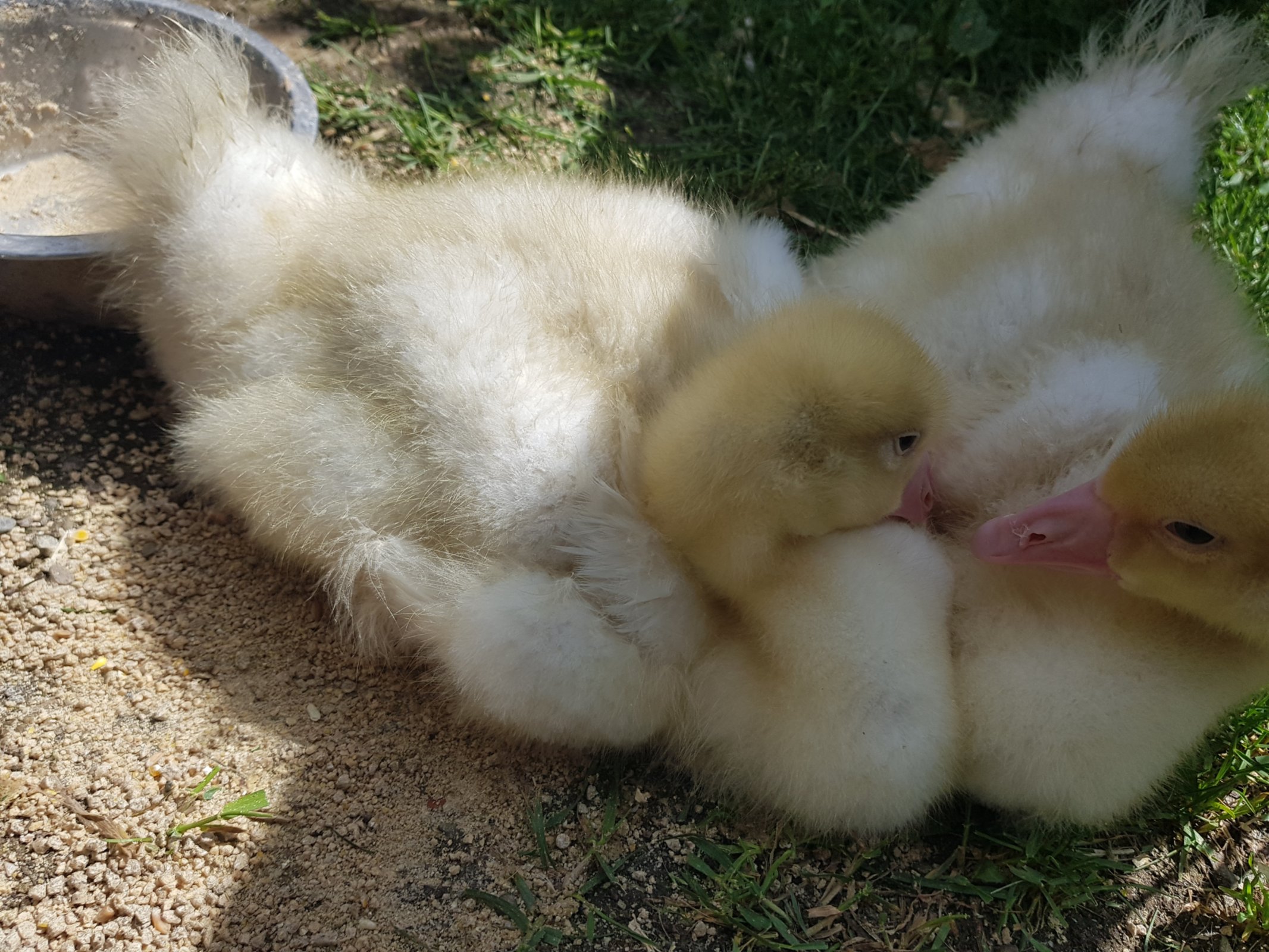 Ochette - animale del maso
