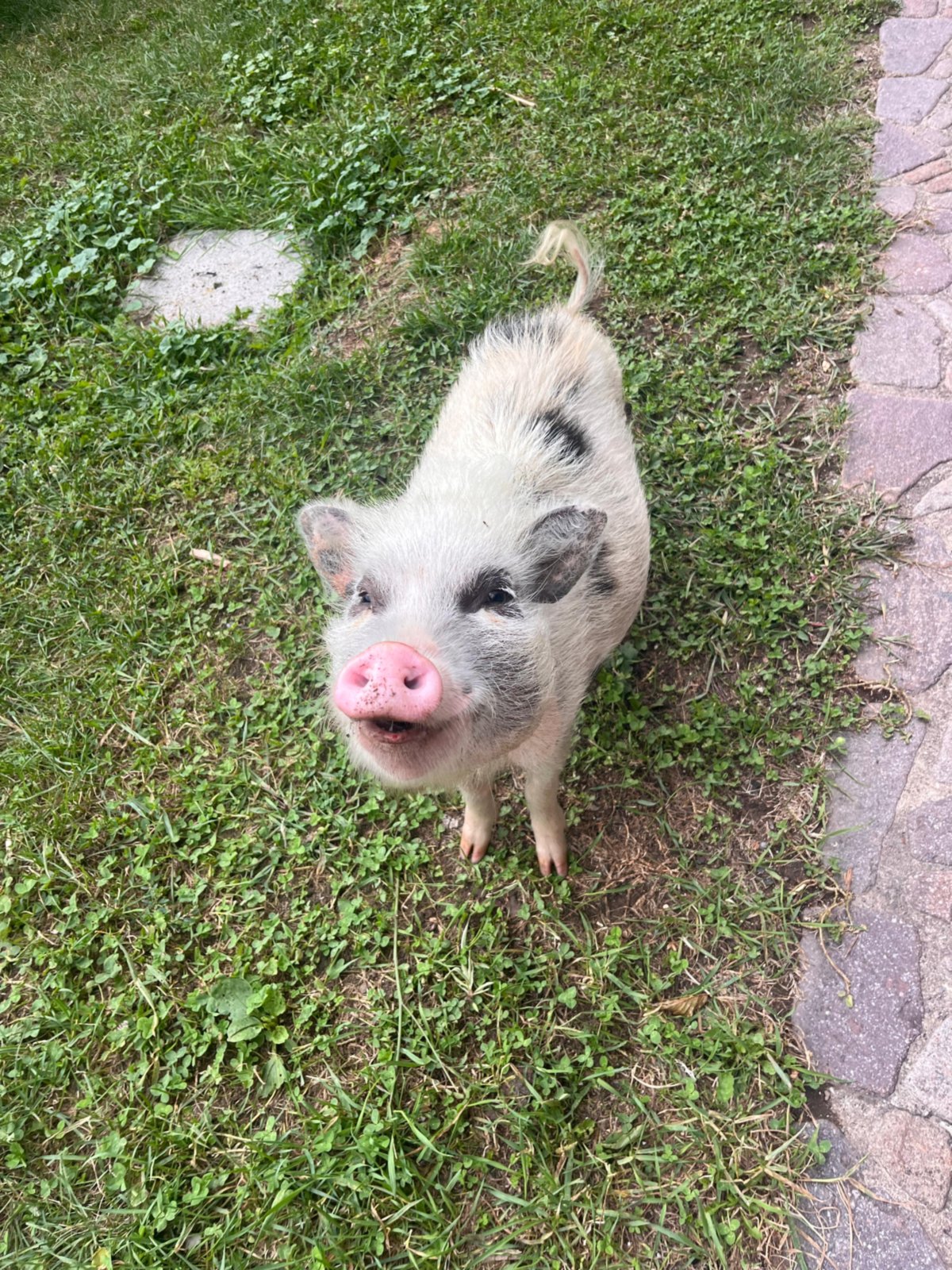 Peggy - animale del maso